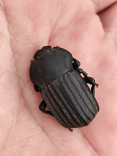 Male Tarachodes lucubrans