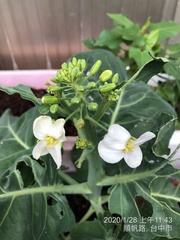 Brassica oleracea albiflora