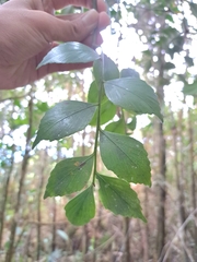 Phyllocladus hypophyllus, photograph (c) vrxz, some rights reserved (CC BY-SA)