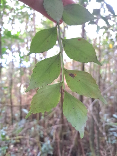 Phyllocladus hypophyllus, photograph 3