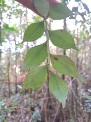 Phyllocladus hypophyllus, photograph (c) vrxz, some rights reserved (CC BY-SA)