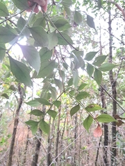 Phyllocladus hypophyllus, photograph (c) vrxz, some rights reserved (CC BY-SA)