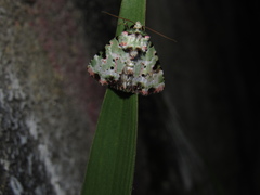 Chytonix splendens