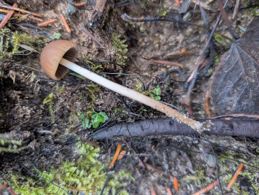 Psathyrella corrugis