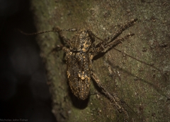 Prosoplus mediofasciatus