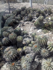 Ferocactus flavovirens