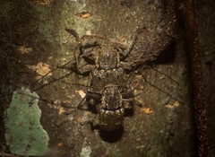 Prosoplus mediofasciatus