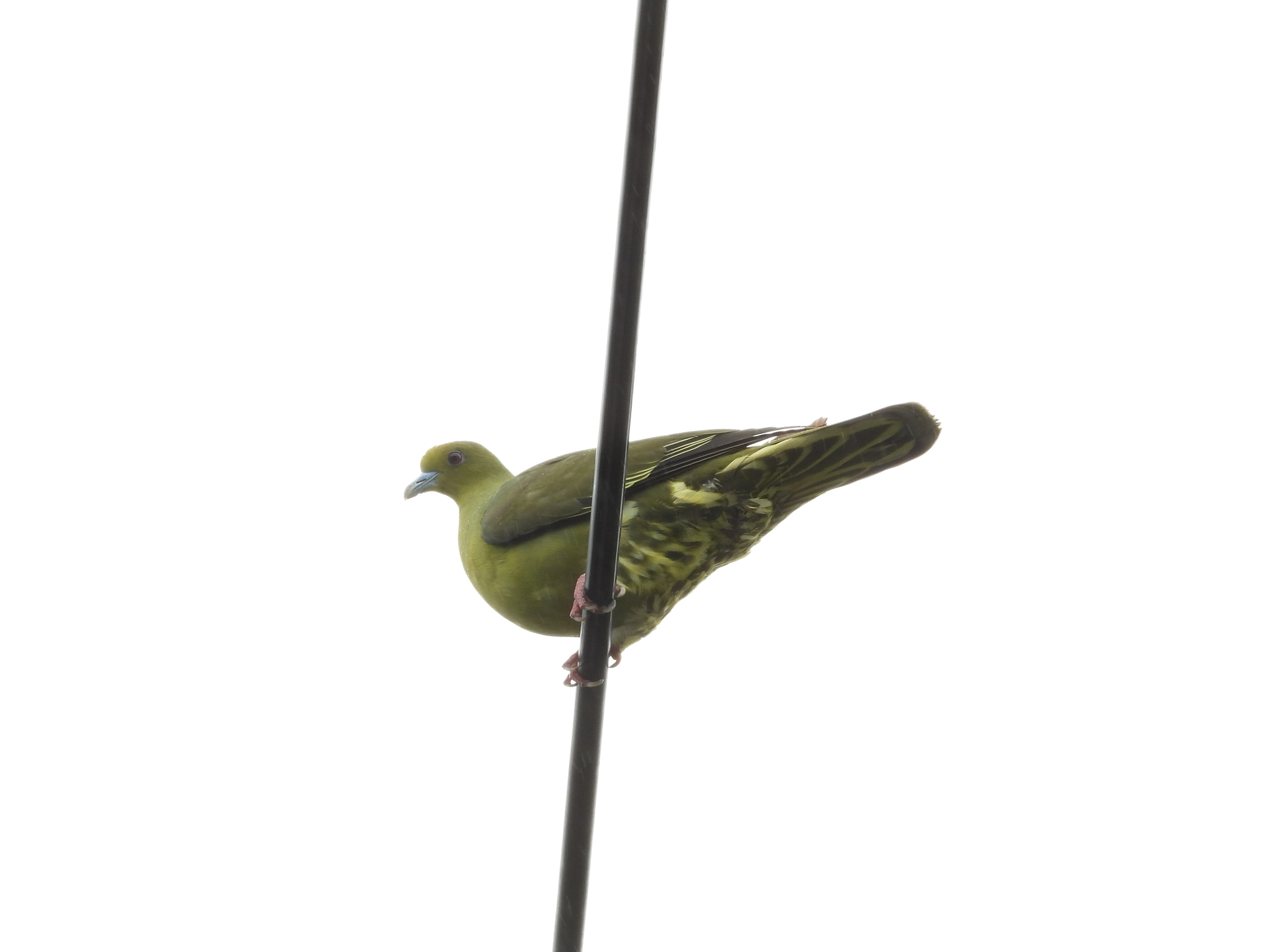 Whistling Green-Pigeon illustration