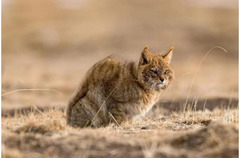 Chinese Mountain Cat photo 4