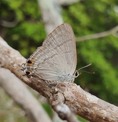 Hypolycaena phorbas