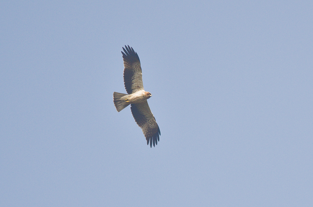 Booted Eagle