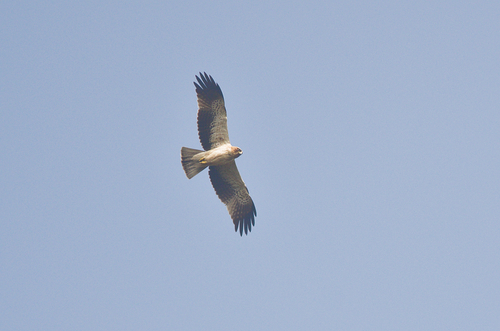 Küçük Kartal