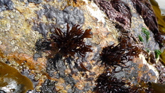 Mazzaella affinis