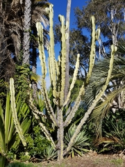 Magnoliopsida