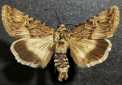 Sympistis levis