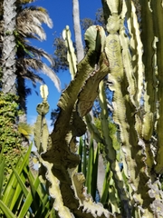 Magnoliopsida