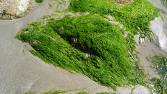 Ulva linza