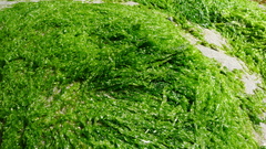 Ulva linza