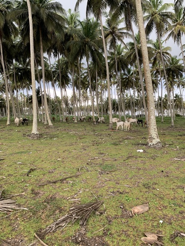 Domestic Cattle