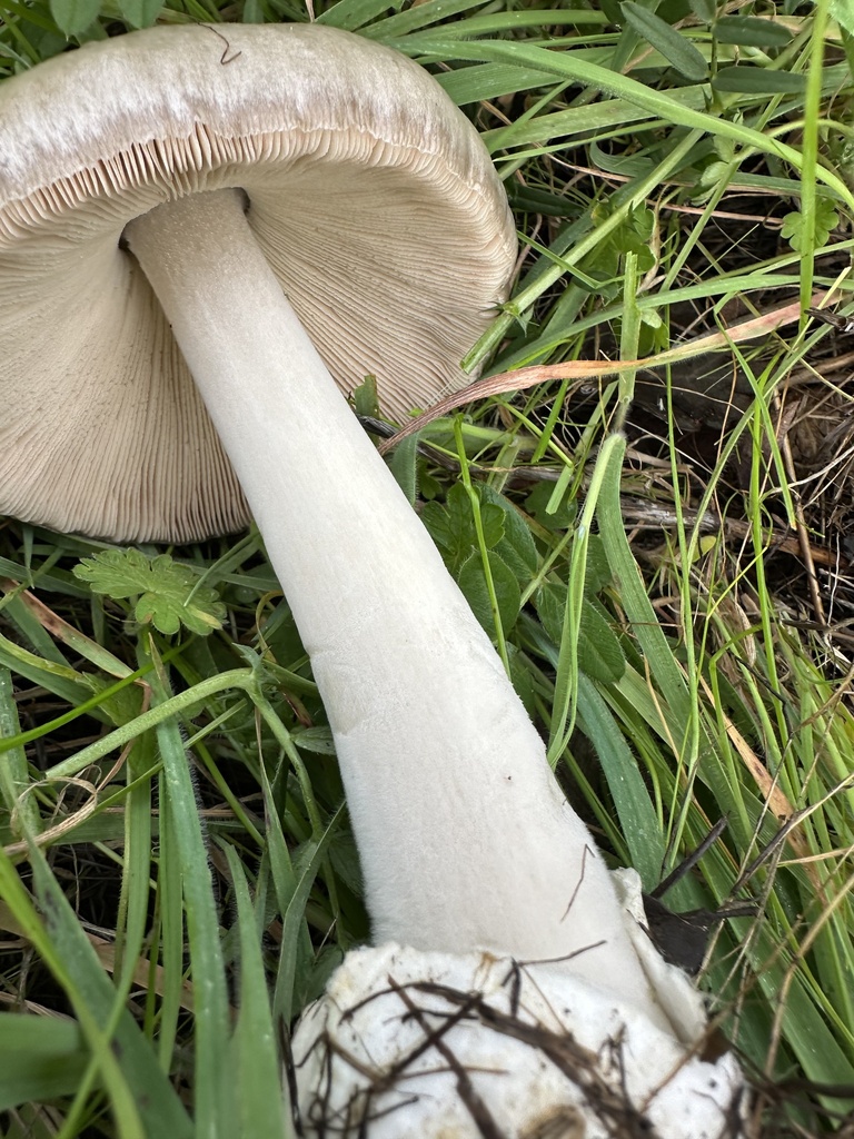 Volvopluteus gloiocephalus · December 2025 · photo: © irinamitine (iNaturalist, cc-by)