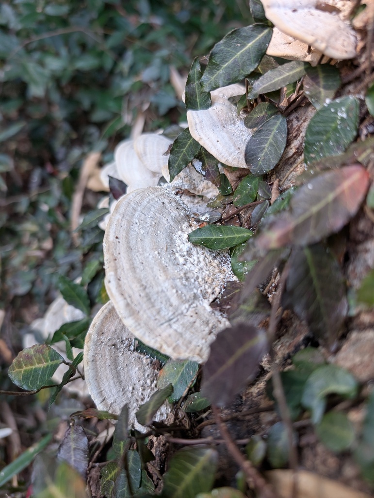 Trametes orientalis · December 2025 · photo: © atsushi_nakajima_cirque (iNaturalist, cc-by)