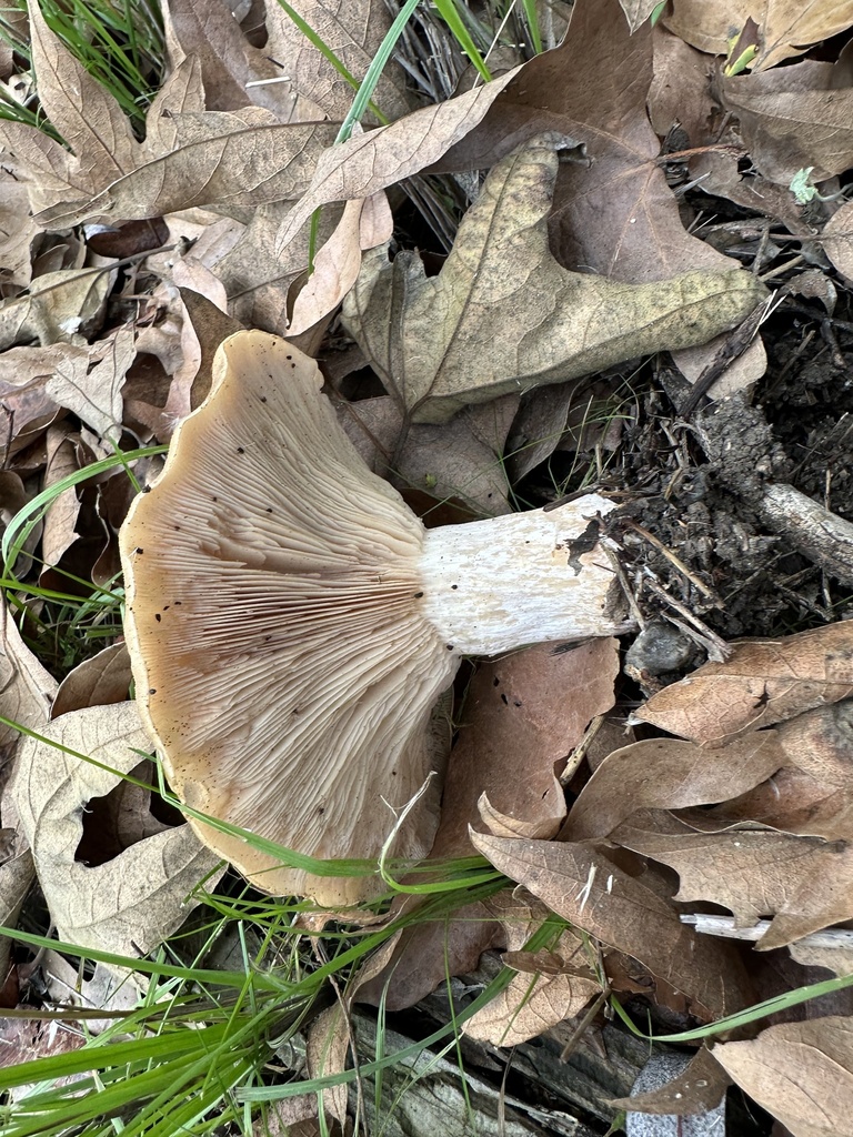 Collybia brunneocephala · December 2025 · photo: © irinamitine (iNaturalist, cc-by)