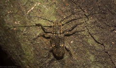 Prosoplus mediofasciatus