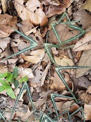 Passiflora mexicana