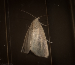 Lophocalama neuritis