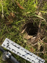 Microtus californicus