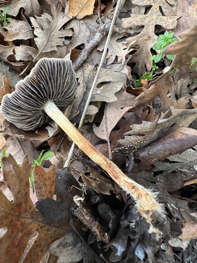 Leratiomyces percevalii · December 2025 · photo: © irinamitine (iNaturalist, cc-by)
