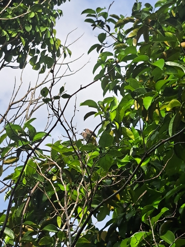Yellow-vented Bulbul