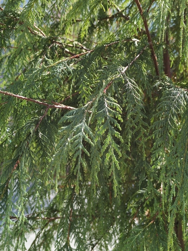 Cupressus cashmeriana, photograph 2