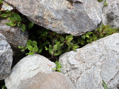 Epilobium macropus
