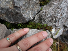 Epilobium macropus
