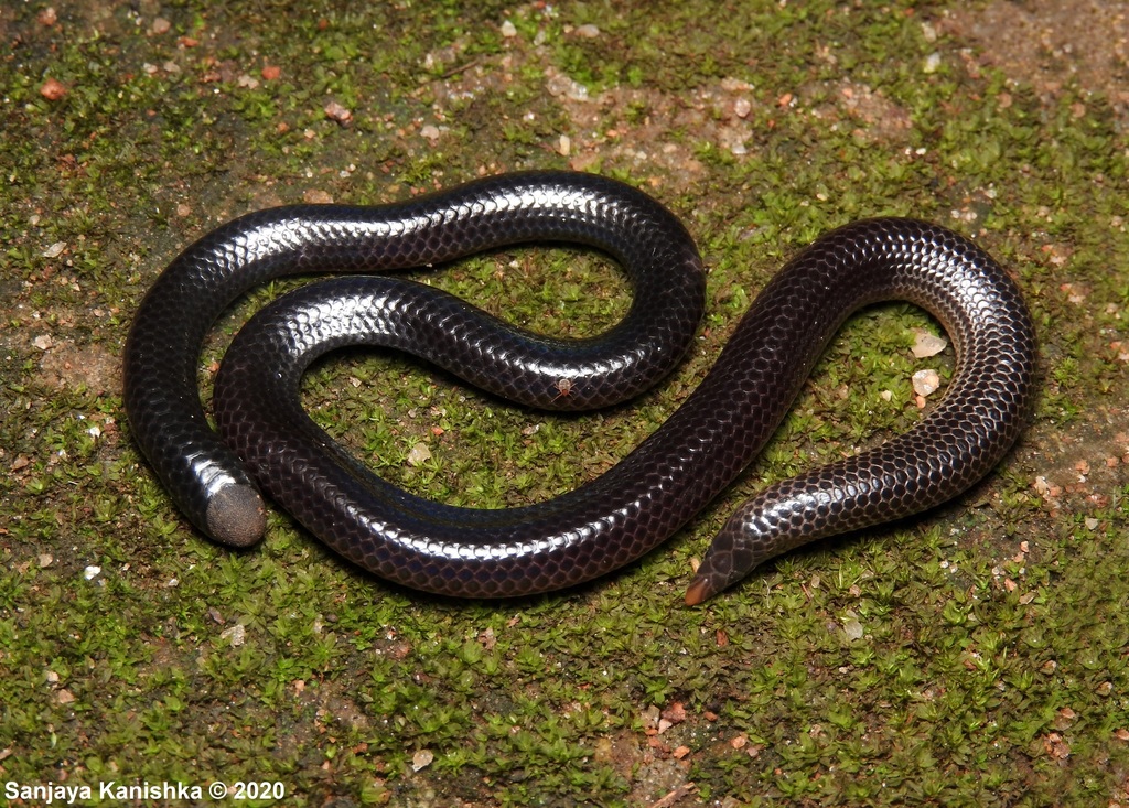 Schneider's Earth Snake