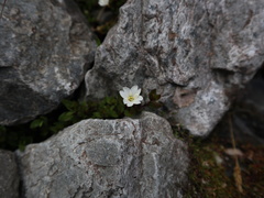 Epilobium macropus