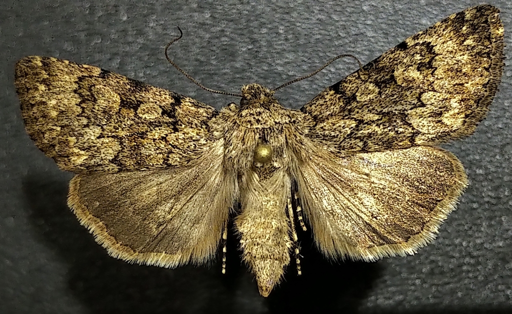 Sympistis glennyi