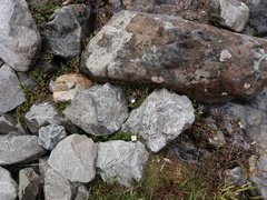 Epilobium macropus