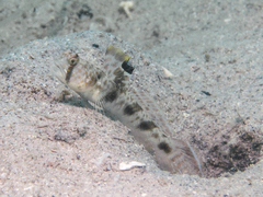 Ocellated Shrimpgoby photo 1