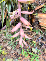 Tillandsia prodigiosa, photograph (c) Ricardo Betancourt Sánchez, some rights reserved (CC BY)