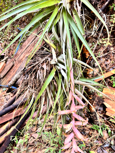 Tillandsia prodigiosa, photograph 2
