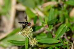 Ocyptamus dimidiatus