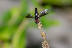 Ocyptamus dimidiatus