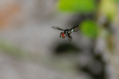 Ocyptamus dimidiatus