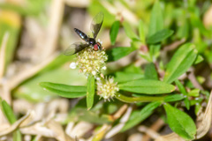 Ocyptamus dimidiatus