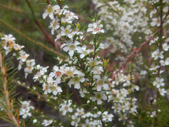 Leptospermum juniperinum