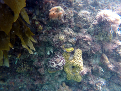 Aplidium clivosum