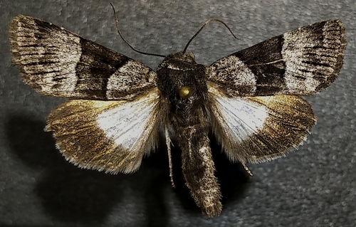 Sympistis chalybdis