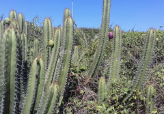 Cereeae